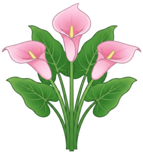 Calla lillies