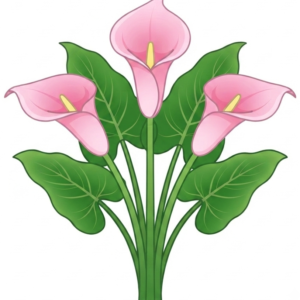 Calla lillies