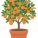 Tangerine