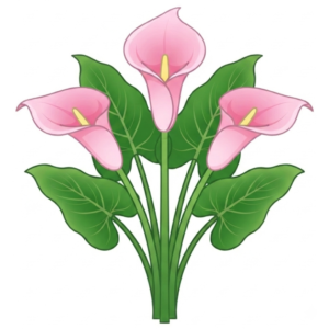 Calla lilies